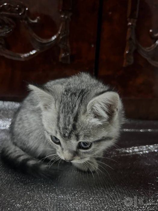Британские короткошёрстные котята