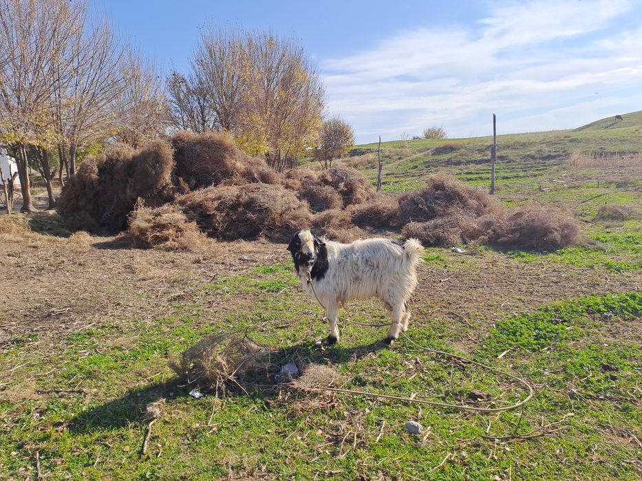 Yoshi 5ga kirgan pachti