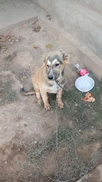 Продаётся мальчик Алабай