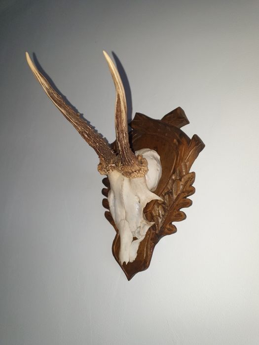 Ловни  трофей за стена