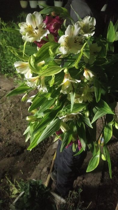 Цветы Альстромерия