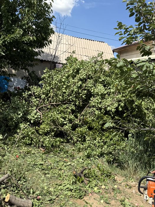 дрова юрюк  дерево