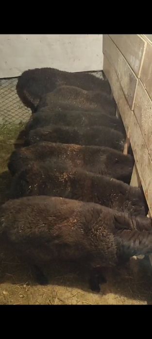 Койлар сатылады обмен бар