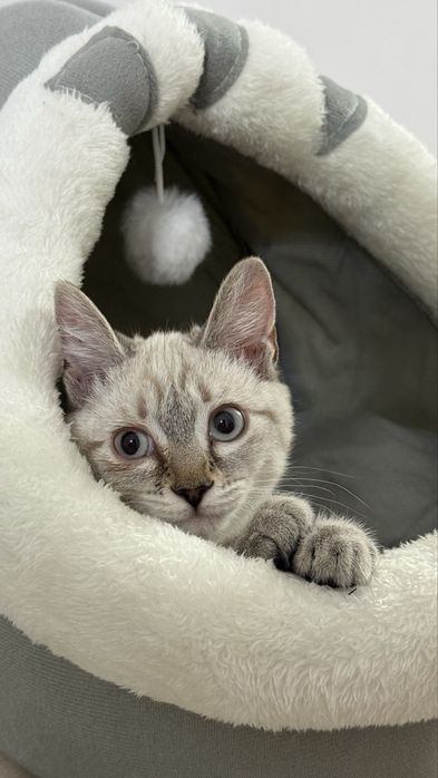 Котенок в хорошие ручки