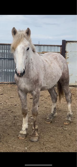 Айғырлыққа дөнен сатылады