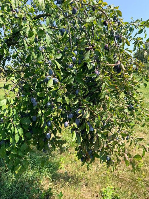Prune de vanzare
