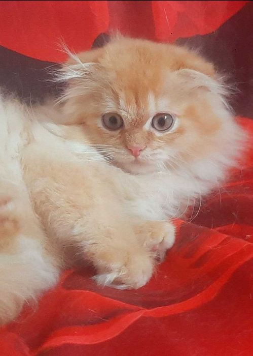 Роскошный Золотой шиншила скоттиш фолд