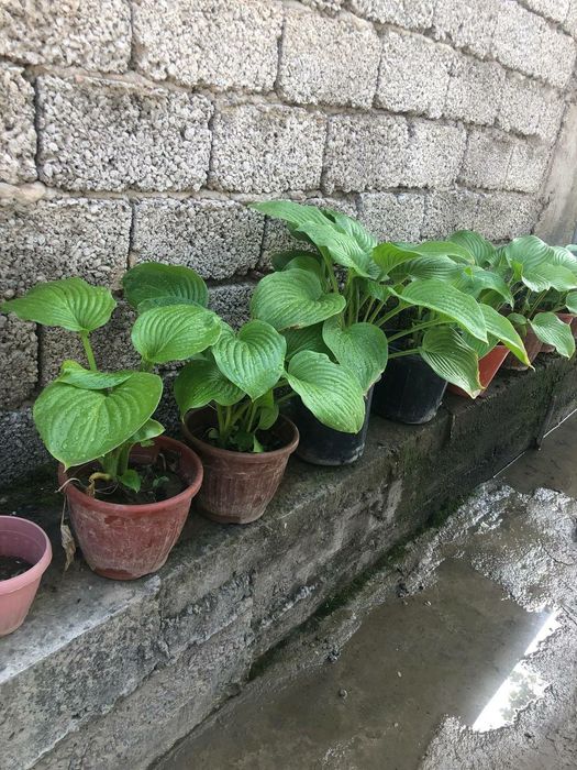 Хоста многолетнее растение