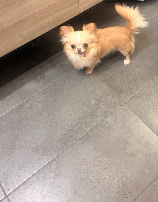 Чихуахуа   момче