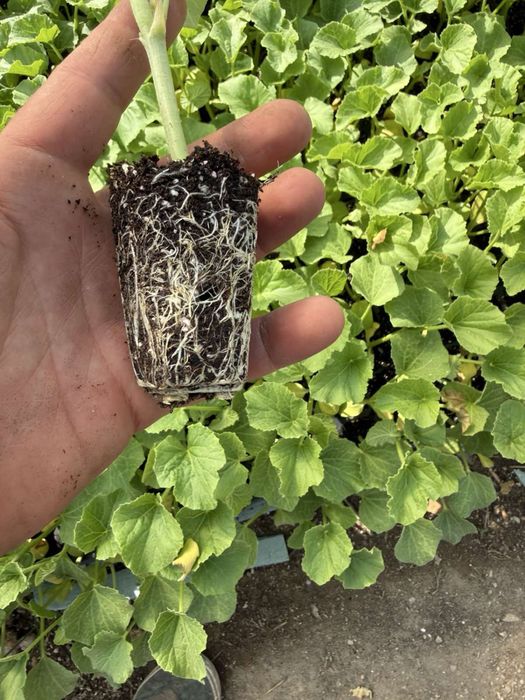 Разсад за пъпеш