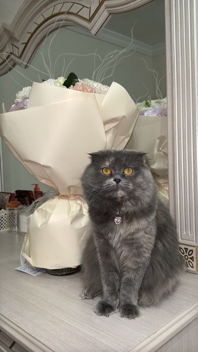 Потерялась кошка, яшнабадский район, вознаграждение за помощь