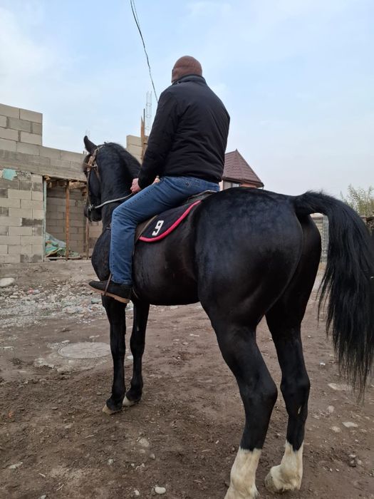 Англо-Араб 3 года