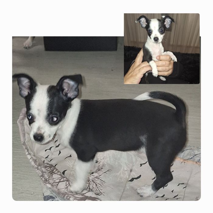 Продавам мъжки мини пинчер ваксиниран, роден  на 27 октомв