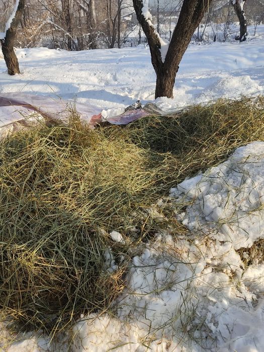 Продам свежее сено