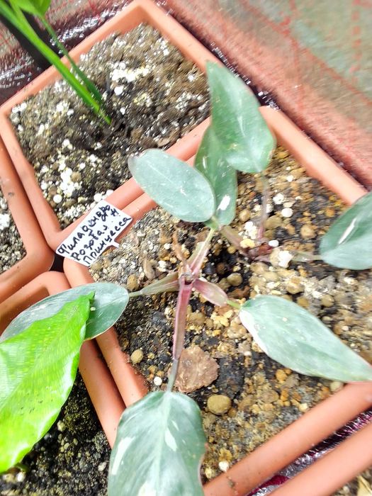 Комнатные растения