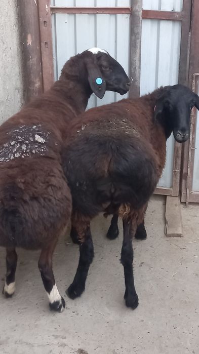 2 ta bugoz quy sotiladi