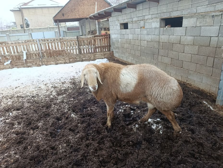 Арашан 3.5 возраст