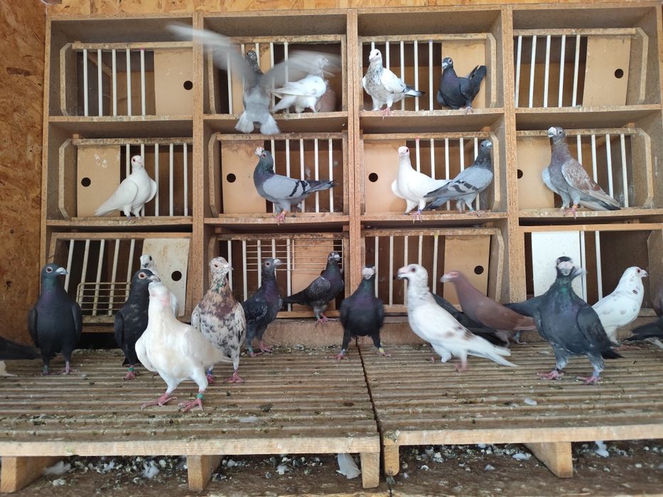 Porumbei Dragon englez vand