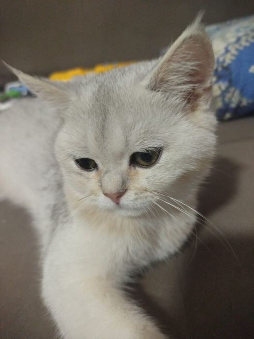 котенок породестая девочка