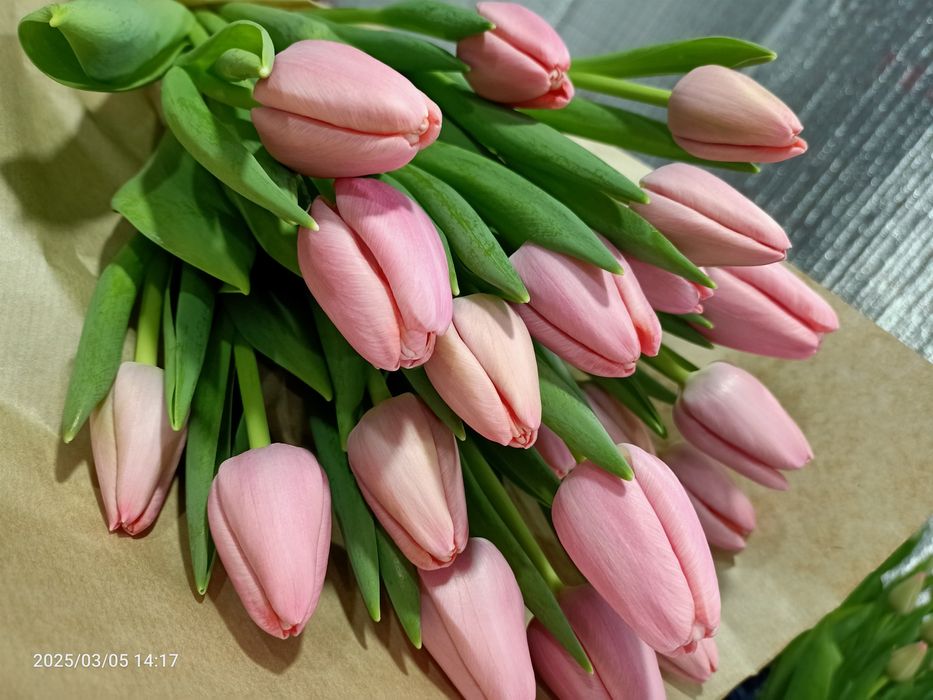 Предзаказ тюльпанов