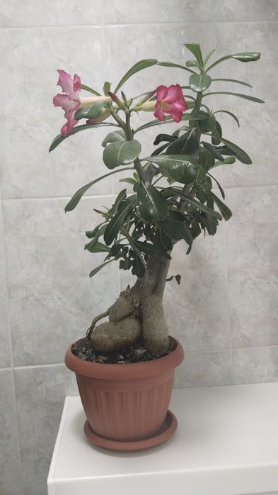 Продам адениум (роза пустыни)