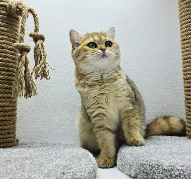 КоШечки  3 мес БритаНскиЕ