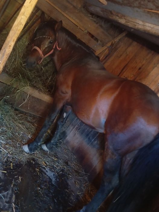 Armăsar de vânzare