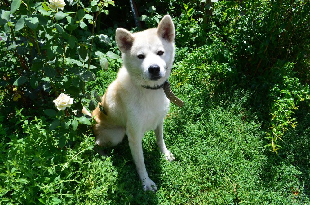 Продается японская Акита-Ину