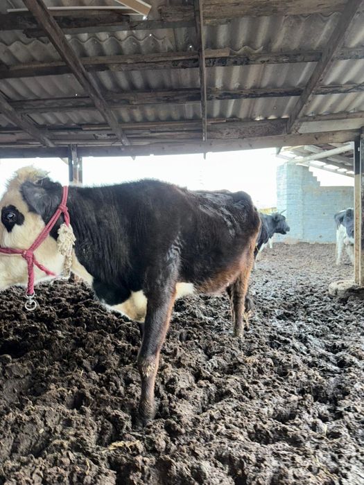 Сиыр сатылады буаз