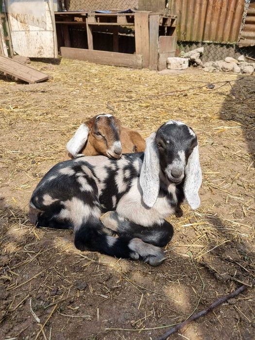 Țapi Anglo Nubian cu certificat de origine