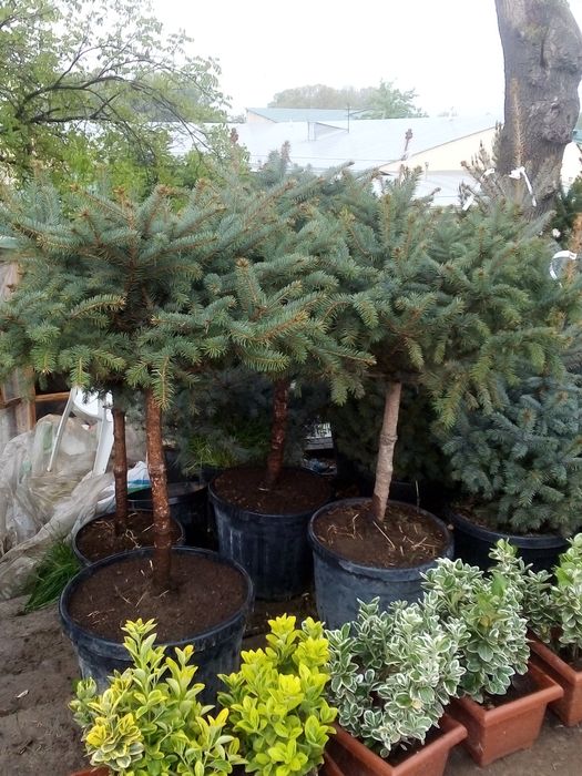 Gazon archalar lanshaft