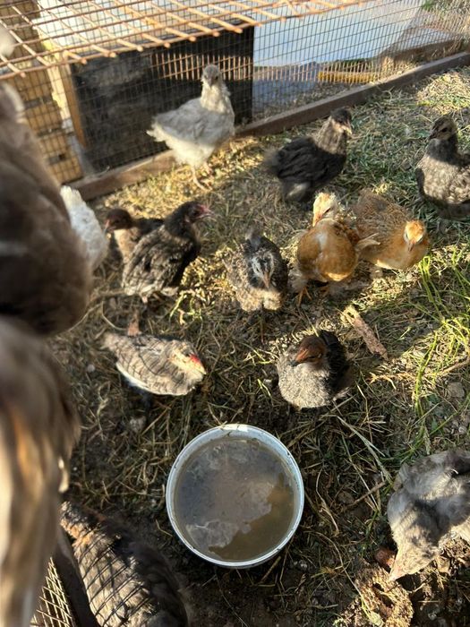 Куры домашнии      .