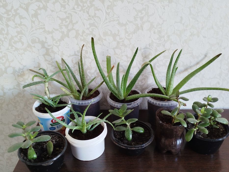 Продам алое, и денежное дерево