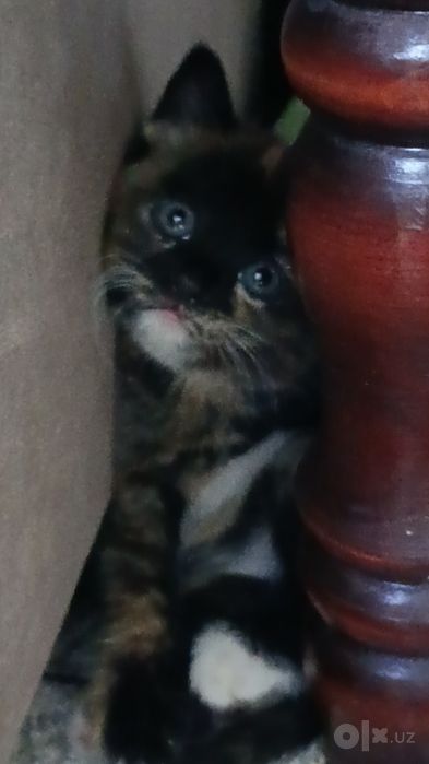 Котята милые бесплатно