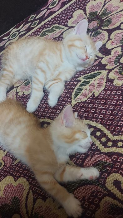 Отдам котят в добрые руки