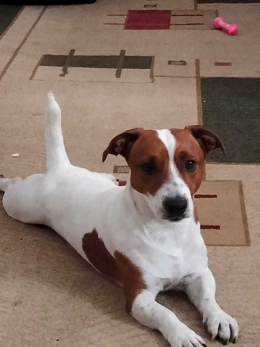 Вязка. Джек Рассел терьер.