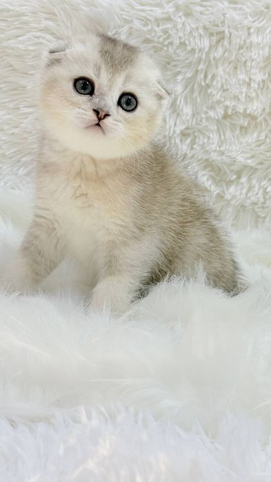 Котята чистокровные