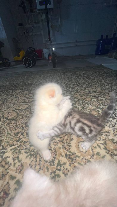 Продаются серебристий шиншилли котяти