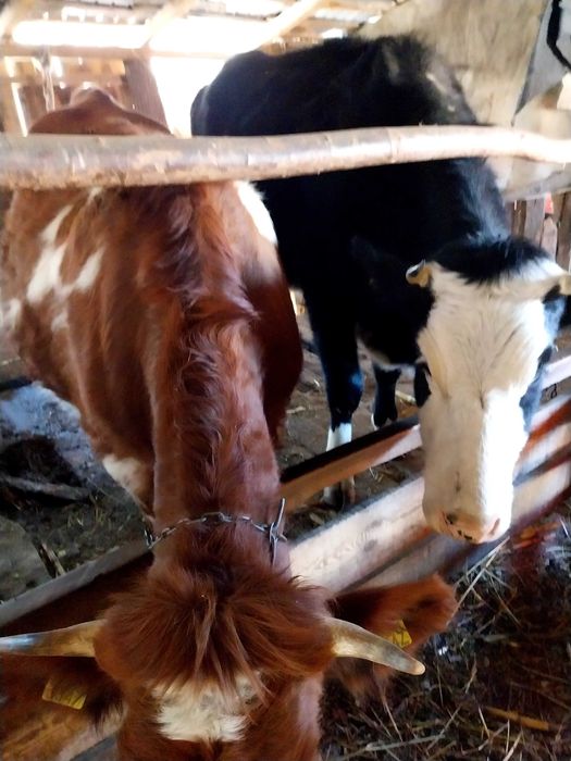 Se vand doua juninci si o vaca gestante.