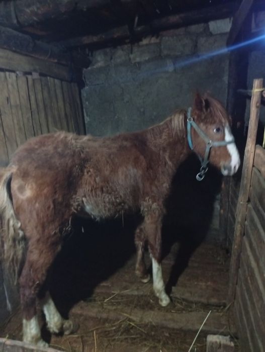 Продам жеребенка девочку