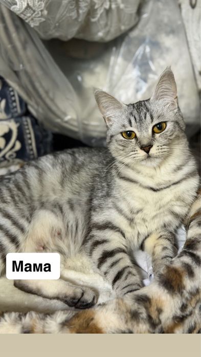 Продаются котята девочки породистые