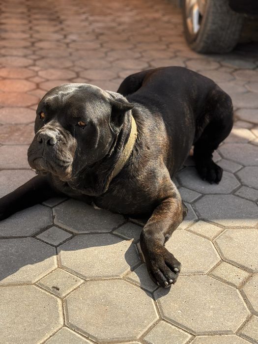 Вязка Кане Корсо