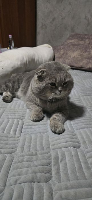 Продам веслоухих котят