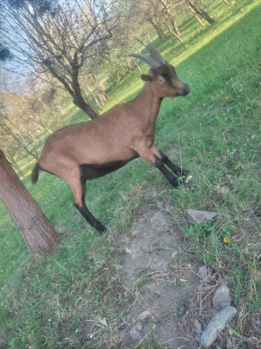 Capra Alpina Franceza și Țap