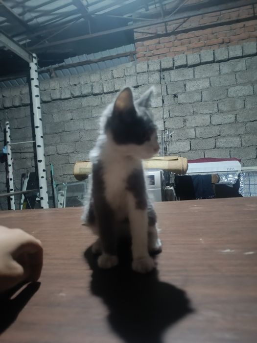 Отдаем котенка в хороши руки
