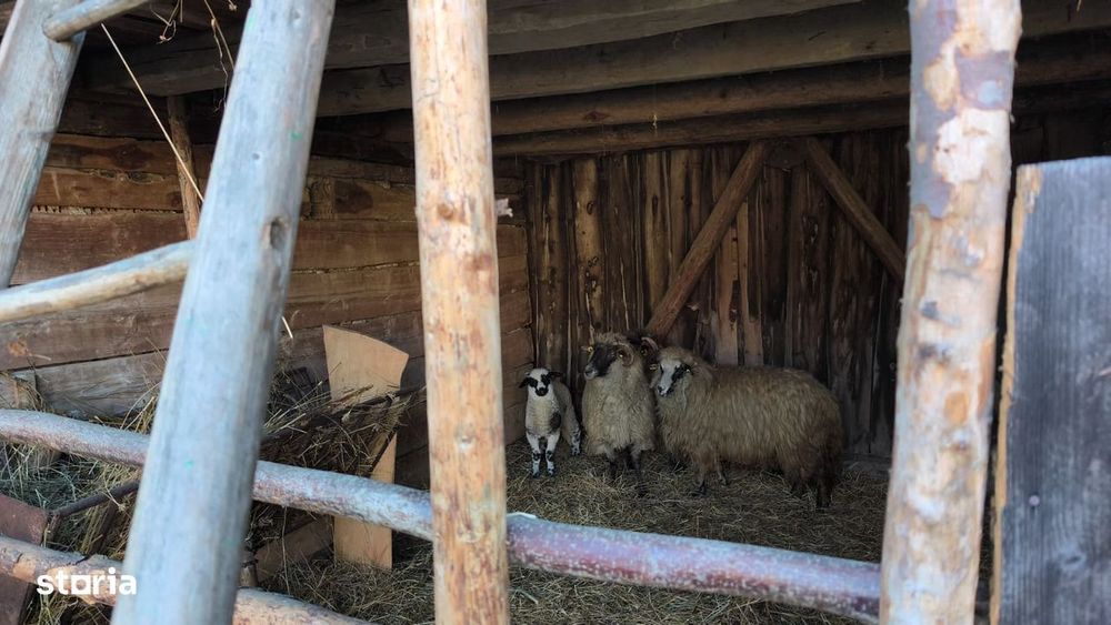 De vanzare 2 case intr-o curte in Silea NirajuluI