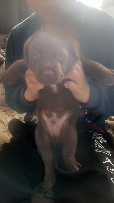 Продам щенка лабрадора ретвиллера