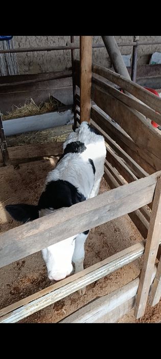 Корова Сиыр КРС Корова