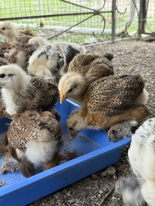 Продается цыплята брамма