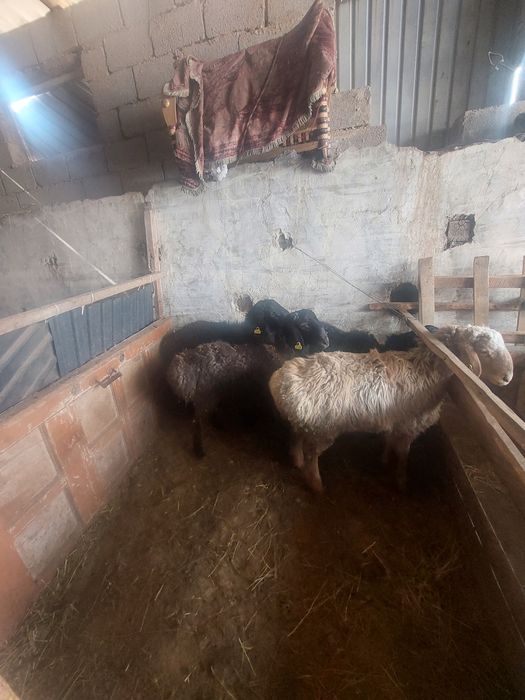 Семиз кошкарлар сатылады.